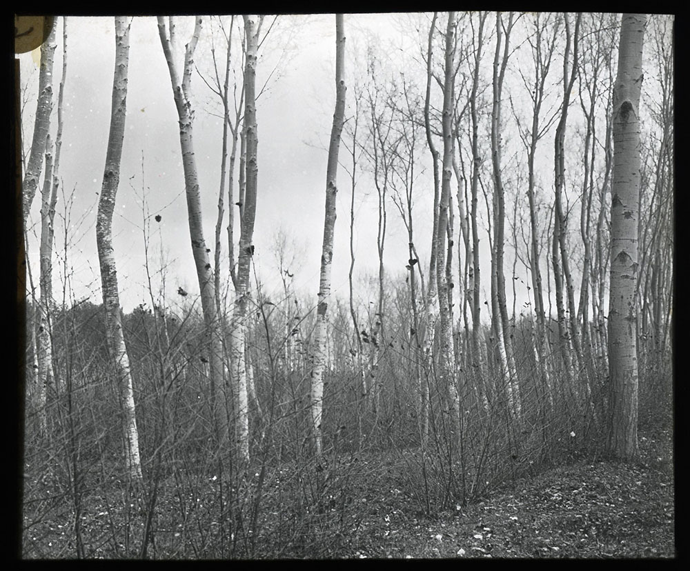 fondo stefanelli Image