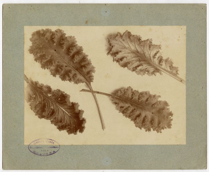 fondo stefanelli Image