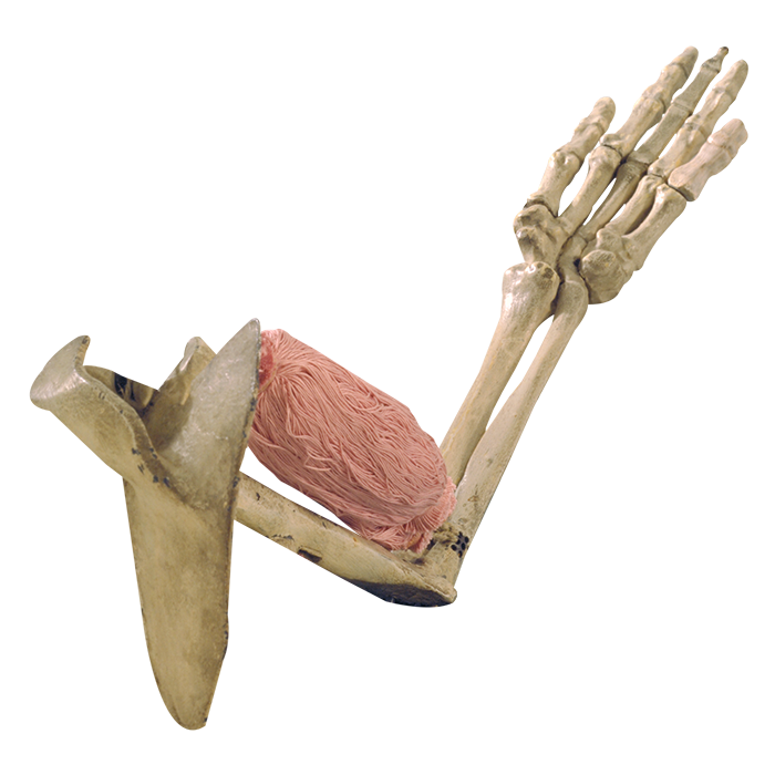 Model illustrating the human arm as third-order lever